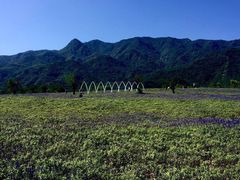 iphone_upload_pic-紫云台香草园