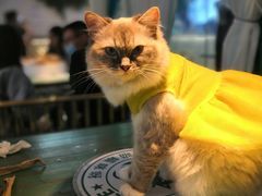 -喵喵咪呀布偶猫咖(春熙路店)