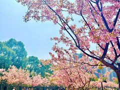-新江湾城公园