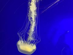 -上海海洋水族馆