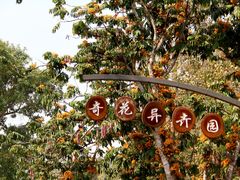 -中国科学院西双版纳热带植物园