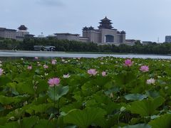 -莲花池公园