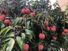 -广州市流溪河国家森林公园