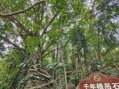 -呀诺达热带雨林