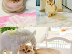 -猫十亿·布偶金渐层·曼基康矮脚猫舍(青年路店)
