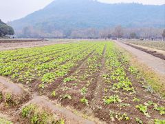 -八卦田遗址公园