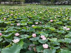 -惠州西湖丰渚园