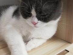 -猫友咖啡店(玉林西路店)