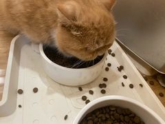 -滚猫咖啡·猫咖·猫友好撸猫(未来城店)