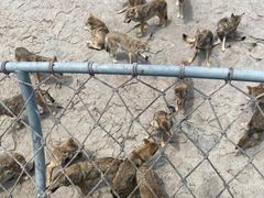 -西霞口神雕山野生动物世界