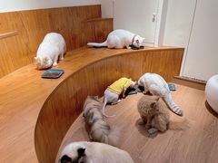 -有猫主题·治愈系猫咖(曾厝垵店)