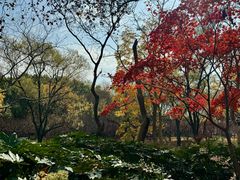 -上海共青森林公园