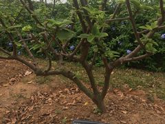 -东莞植物园