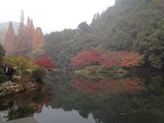 iphone_upload_pic-九溪烟树
