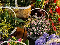 -双季花艺园艺市场(浦东店)