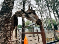 -大连森林动物园