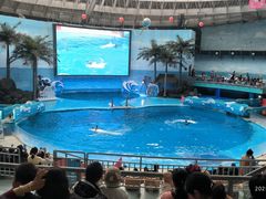 -海合安成都极地海洋公园