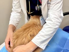 -美联众合爱康动物医院•复杂内科•肿瘤科•牙科•腔镜诊疗中心