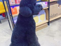 -熊小胖宠物生活馆(天华园店)