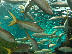 -瑞普利水族馆