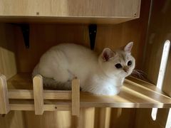 -lincat·猫舍(广州店)