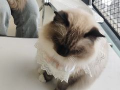 -怪兽屋·羊驼·猫咖·狗咖(俊华广场店)