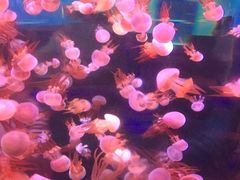 -杭州海底世界