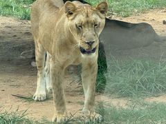 -西霞口神雕山野生动物世界