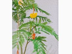 -树夏Tree Summer
