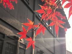 -东台西溪天仙缘景区