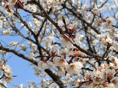 -北京西山国家森林公园