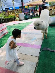 -萌宠亲子动物乐园(槐房万达店)