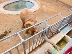 -西霞口神雕山野生动物世界