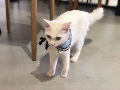 -Heymao猫咖.咖啡厅(东门店)