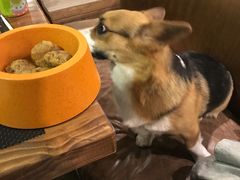 -百好乐宠物友好餐厅(朝外大街店)