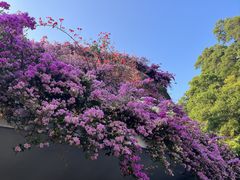 -深圳仙湖植物园