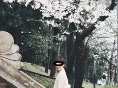 -武汉大学-樱园