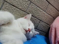 -美联众合动物医院·24h转诊中心