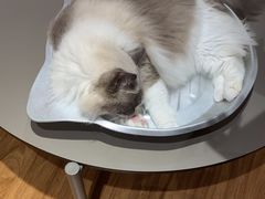 -MOCHA明星猫咖(田子坊店)