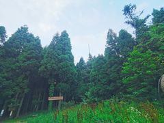 -武陵山森林公园