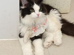 -共舞时光猫咖·狗咖(新街口店)