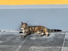 -龙华素斋(龙华路店)