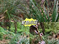 -滴水岩森林公园