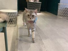 -猫儿山۰猫主题餐厅