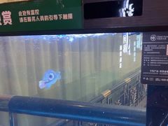 -肆月河豚·淮扬菜·湘菜(华天店)
