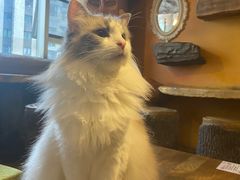 -猫猫幼稚园·撸猫·桌游·电玩