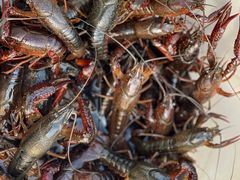 -同銮特种养殖场·龙虾垂钓