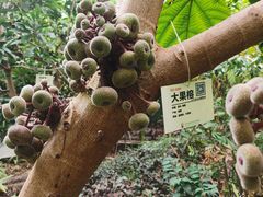 -呀路古热带植物园
