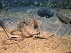 -费瑟代尔野生动物园