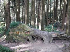 景点-阿里山神木遗迹